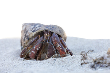 Hermit Crab on the beach