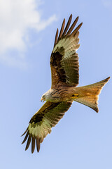 Soaring Red Kite