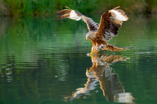 Red Kite Fishing
