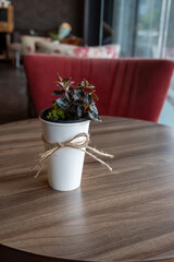 Small plant in a white pot on a wooden table in a cafe