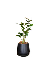 Small plant in black pot isolated on white background with clipping path.