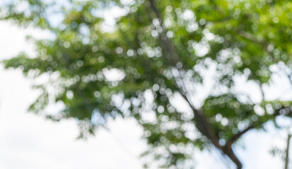 blurred bokeh nature background of trees under soft sun light.