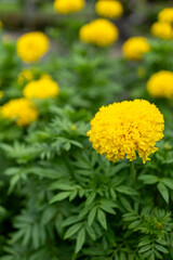 Yellow marigold flowers in the garden. Selective focus. A Peaceful Garden Glow: Immerse Yourself in This Serene Close-Up of Marigolds with Selective Focus