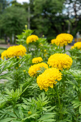 Yellow marigold flowers in the garden. Selective focus. A Peaceful Garden Glow: Immerse Yourself in This Serene Close-Up of Marigolds with Selective Focus