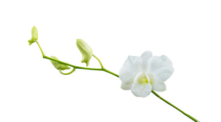 Naklejka na ściany i meble White orchid flower isolated on white background; clipping path included. Pure Elegance: White Orchid Blooms Isolated on a Pristine White Background
