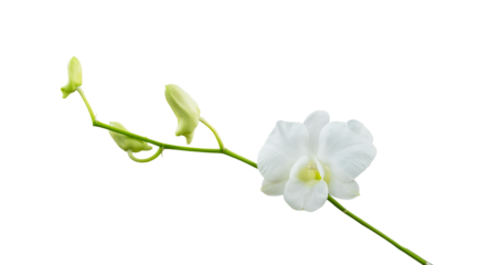 White orchid flower isolated on white background; clipping path included. Pure Elegance: White Orchid Blooms Isolated on a Pristine White Background