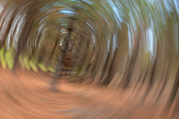 Movimiento de cámara en forma circular en bosque