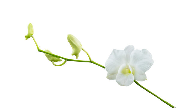 White orchid flower isolated on white background; clipping path included. Pure Elegance: White Orchid Blooms Isolated on a Pristine White Background