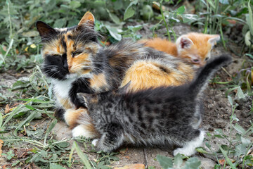 Naklejka na ściany i meble little kittens rub against their mother cat on the green lawn. Cheerful family of cats