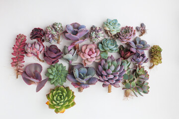 Bright succulent rosette collection on white background. Colorful echeveria flower
