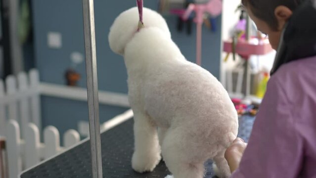 A female groomer combs and blow-dries the back leg of a white dog, which is standing on a mobile table in a grooming studio