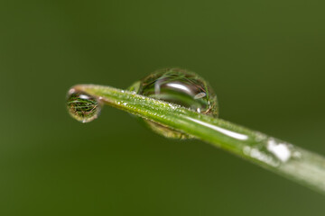 Kropelki rosy na trawie (Dew drops on the grass)
