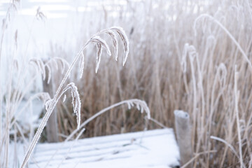 Frozen reed