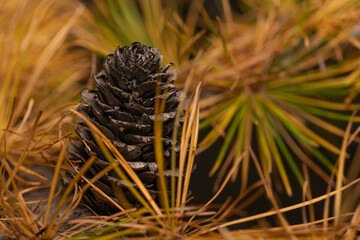 Szyszka na gałęzi (Pine cone on a branch)