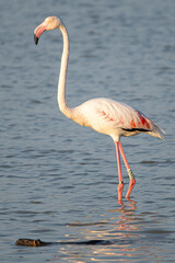 Phoenicopterus roseus is a red flamingo common in aiguamolls emporda girona spain