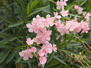 Pink flower of Oleander, Sweet Oleander, Rose Bay, Nerium oleander  bush bloom in the garden...