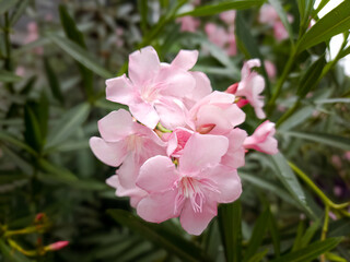 Pink flower of Oleander, Sweet Oleander, Rose Bay, Nerium oleander  bush bloom in the garden delicate flowers a beautiful tropical ornamental plant. is a shrub in the dogbane family Apocynaceae