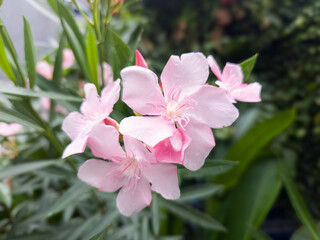 Obraz na płótnie Canvas Pink flower of Oleander, Sweet Oleander, Rose Bay, Nerium oleander bush bloom in the garden delicate flowers a beautiful tropical ornamental plant. is a shrub in the dogbane family Apocynaceae