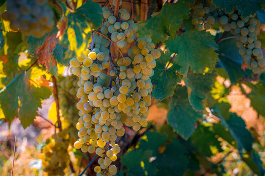 White grapes in vineyard. Travel in Armenia