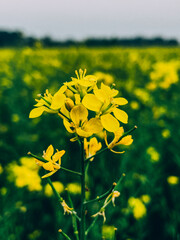 In the midst of a rape field, a close-up of a rape flower