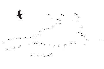 Birds flying in a natural view. Vector images. White background. 