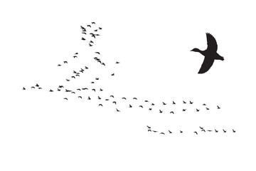 Birds flying in a natural view. Vector images. White background. 