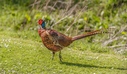 common pheasant male on grass close up in the autumn in the united knigdom