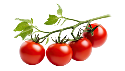 Fresh delicious tomatoes on branch, cut out