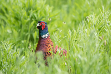 common pheasant male on grass close up in the autumn in the united knigdom