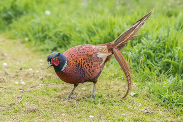 common pheasant male on grass close up in the autumn in the united knigdom