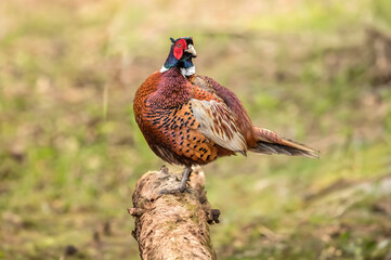 Pheasant, male, standing on a log, in a forest, in the springtime in the united kingdom