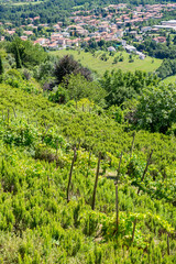 Fototapeta na wymiar Beautiful landscape of the Montevecchia hill (Italy) 
