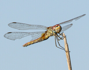 The red-veined darter or nomad (Sympetrum fonscolombii) is a dragonfly common in aiguamolls emporda girona spain