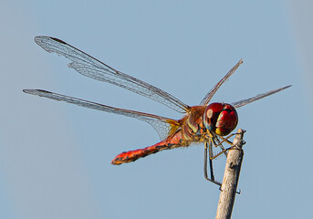 The red-veined darter or nomad (Sympetrum fonscolombii) is a dragonfly common in aiguamolls emporda...