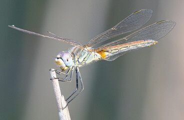 The red-veined darter or nomad (Sympetrum fonscolombii) is a dragonfly common in aiguamolls emporda girona spain
