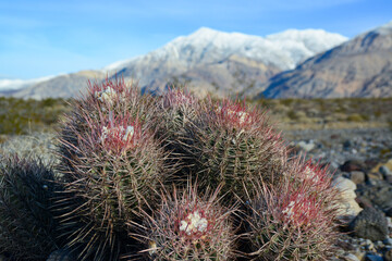 Cacti in the stone desert in the foothills, Echinocactus polycephalus  (Cottontop Cactus, Many-headed Barrel Cactus)