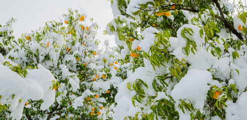 雪の柚子園