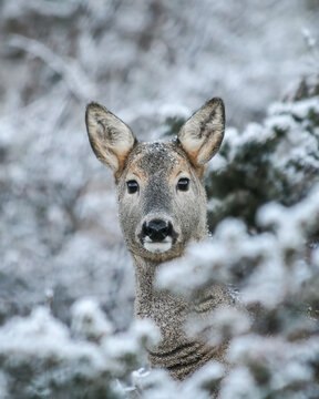 Portrait of roe deer on winter background with snow and frozen plants - concept of seasonality, wildlife in winter