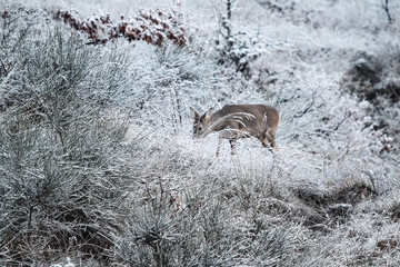 Portrait of roe deer on winter background with snow and frozen plants - concept of seasonality, wildlife in winter, difficulty looking for nutritious plants to eat © Davide Zanin