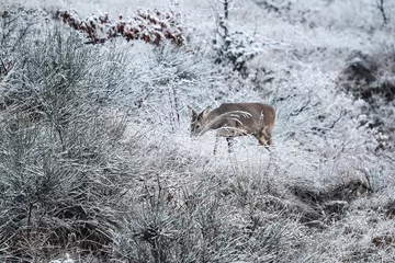 Rolgordijnen Portrait of roe deer on winter background with snow and frozen plants - concept of seasonality, wildlife in winter, difficulty looking for nutritious plants to eat © Davide Zanin