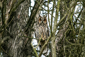 Long-eared Owl (Asio otus), perched on a branch - Wildlife protection concept, nature photography - Nocturnal bird of prey linked to bad luck and luck