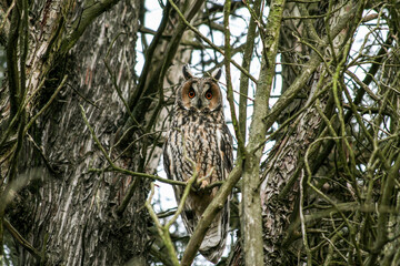 Long-eared Owl (Asio otus), perched on a branch - Wildlife protection concept, nature photography -...