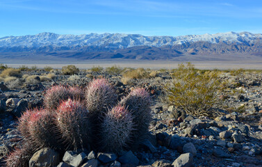 Cacti in the stone desert in the foothills, Echinocactus polycephalus  (Cottontop Cactus,...