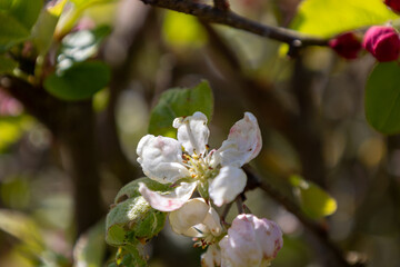 Apple Blossoms, Spring blossom.in Sauerland