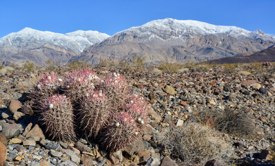 Cacti in the stone desert in the foothills, Echinocactus polycephalus  (Cottontop Cactus,...