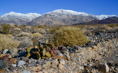 Cacti in the stone desert in the foothills, Golden prickly pear (Opuntia aurea, O. basilaris var....