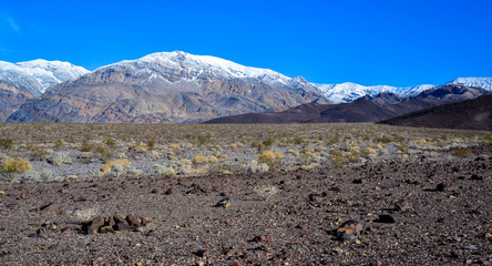 Landscape of a valley overgrown with desert vegetation and cacti in the rock desert in California, mountains in the background
