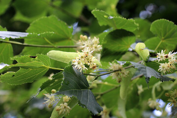A linden blossoms on a tree branch