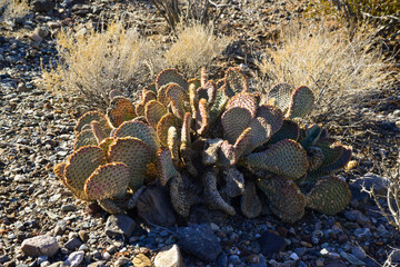 Cacti in the stone desert in the foothills, Golden prickly pear (Opuntia aurea, O. basilaris var. aurea)
