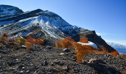 A cap of snow on desert plants on a snow-covered mountain pass. Death Valley National Park, CA